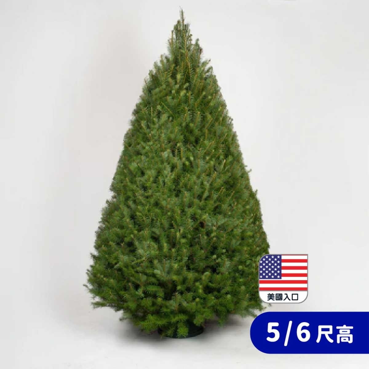 CHRISTMASTREEHK 花旗松聖誕樹5/6尺高(連底座)