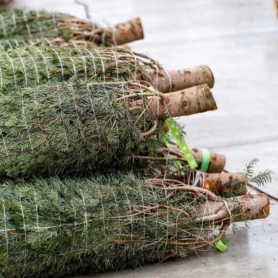 CHRISTMASTREEHK 6/7 Ft Douglas Fir With Stand