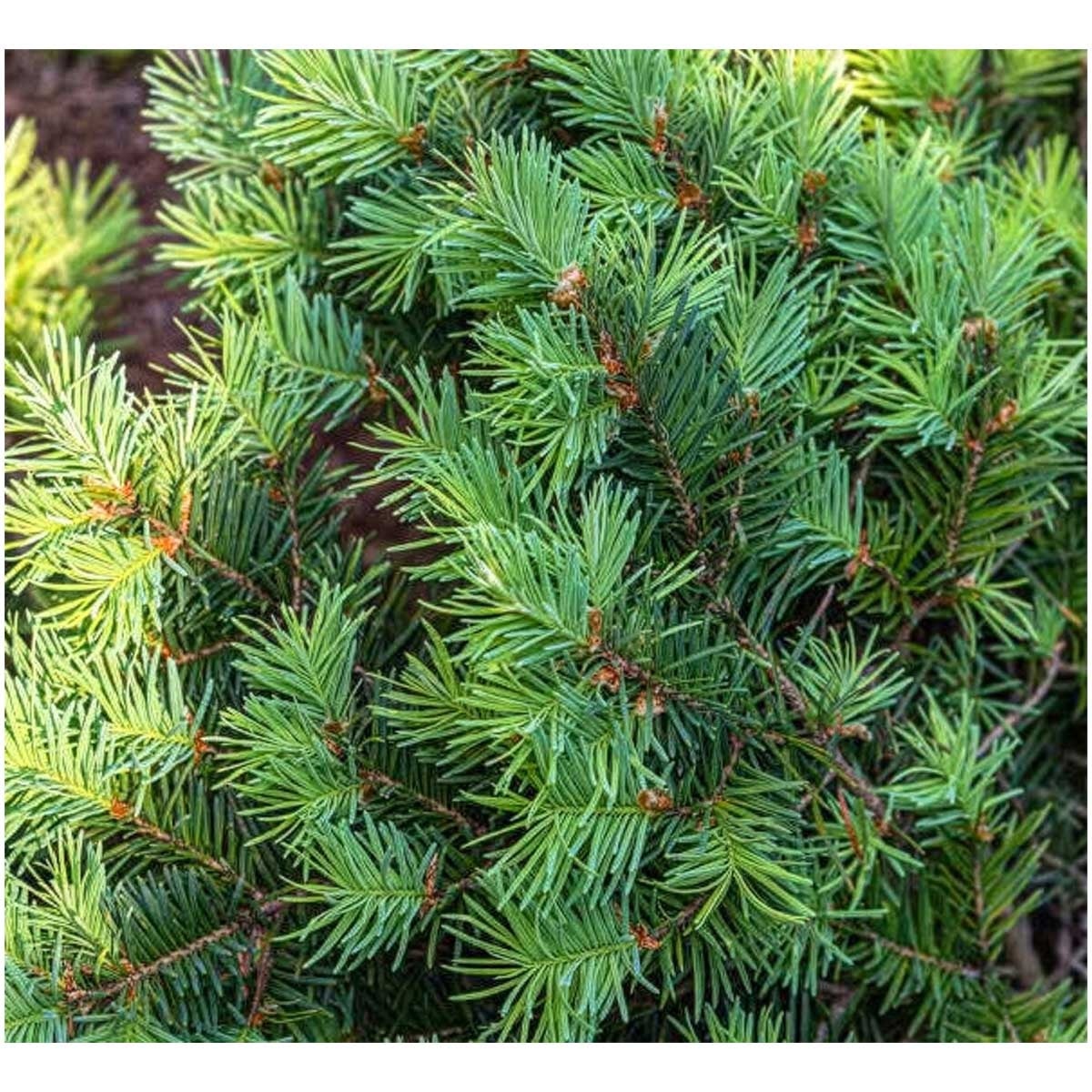 CHRISTMASTREEHK 花旗松聖誕樹6 7尺高（連底座） image