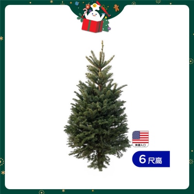 SOPHIE'S 6' Tall Noble Fir With Stand