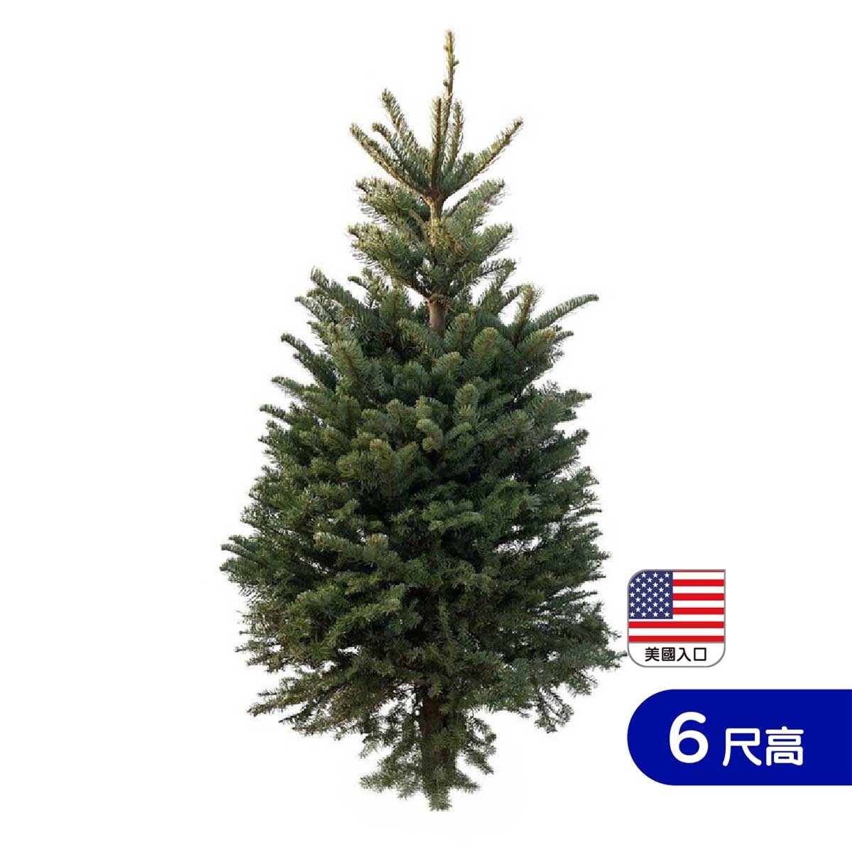 SOPHIE'S 6' Tall Noble Fir With Stand