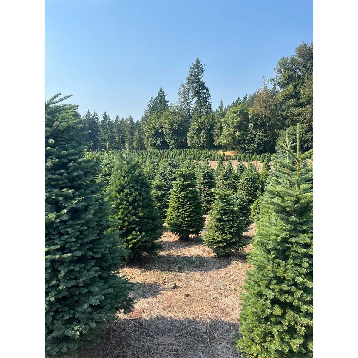 SOPHIE'S 6' Tall Noble Fir With Stand