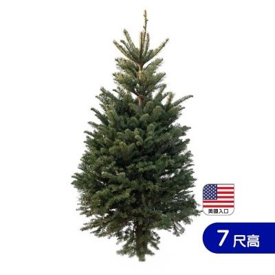 SOPHIE'S 7' Tall Noble Fir With Stand