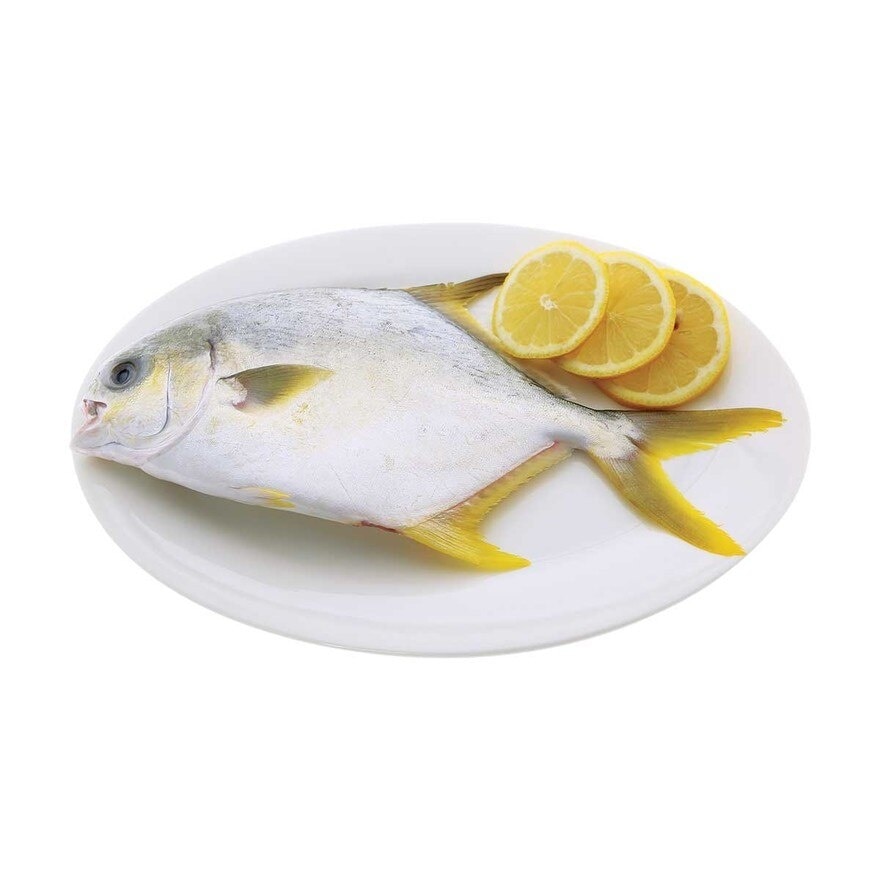 SELECT Golden Pompano