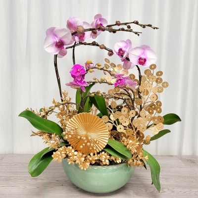 蝴蝶蘭盆栽（８株）(*商戶直送) (需收取運費)