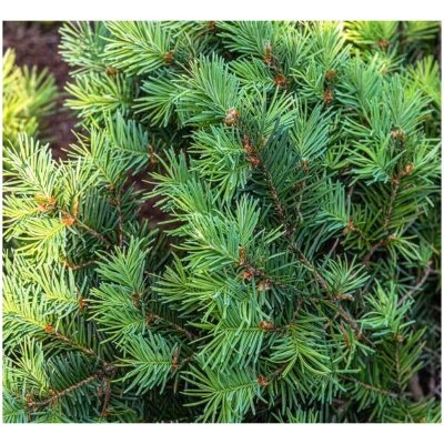 CHRISTMASTREEHK 花旗松聖誕樹7 8尺高（連底座） image