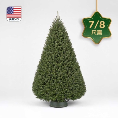 CHRISTMASTREEHK 花旗松聖誕樹7 8尺高（連底座） image