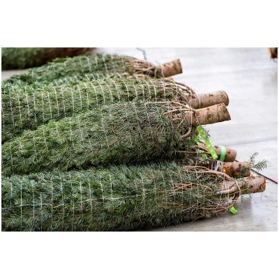 CHRISTMASTREEHK 貴族松聖誕樹5 6尺高（連底座） image