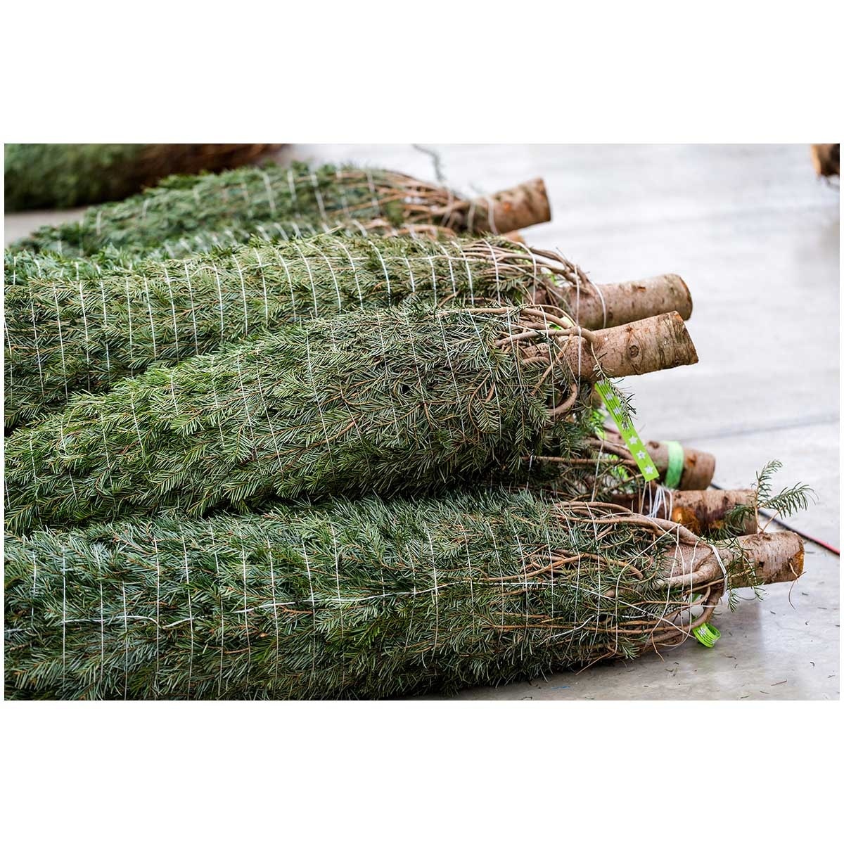 CHRISTMASTREEHK 貴族松聖誕樹5 6尺高（連底座） image