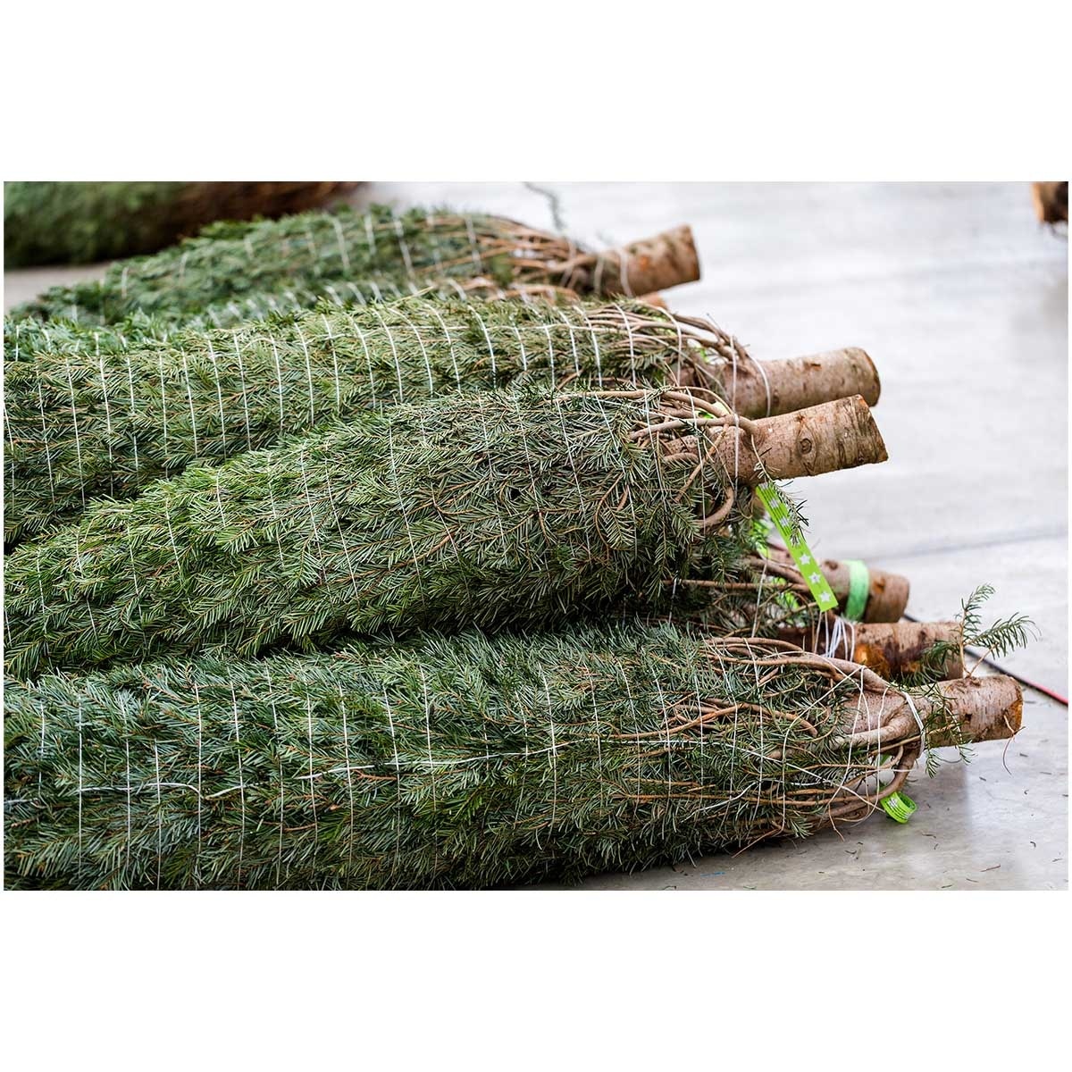 CHRISTMASTREEHK 貴族松聖誕樹6 7尺高（連底座） image
