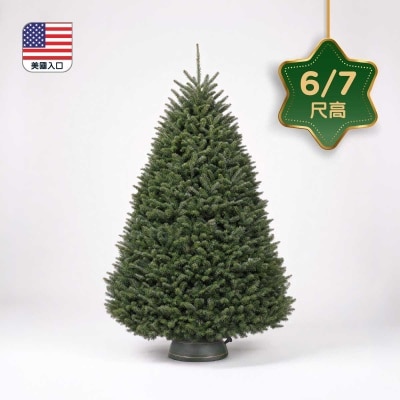 CHRISTMASTREEHK 貴族松聖誕樹6 7尺高（連底座） image