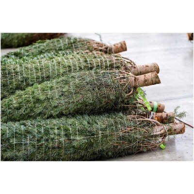 CHRISTMASTREEHK 貴族松聖誕樹7 8尺高（連底座） image