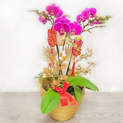 蝴蝶蘭(粉色) (*商戶直送) (需收取運費)