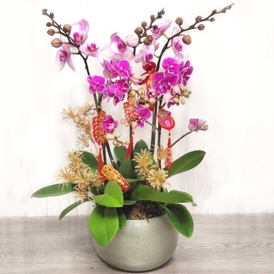 金元寶蝴蝶蘭 (*商戶直送)