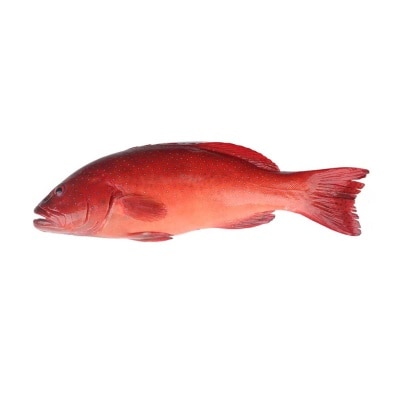 GLOBAL SEAFOOD Leopard Coral Grouper-fish