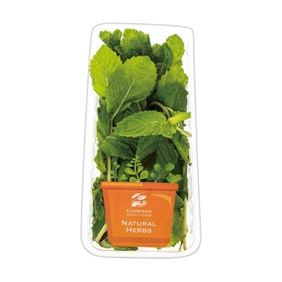 CAMERON HIGHLANDS 新鮮薄荷葉