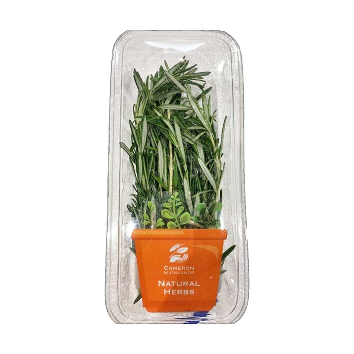 CAMERON HIGHLANDS Fresh Herbs Rosemary