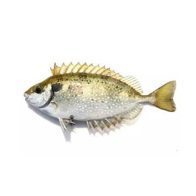環球海產 活海鮮-褐籃子魚(*網上落單, 指定店舖自取)(5條)