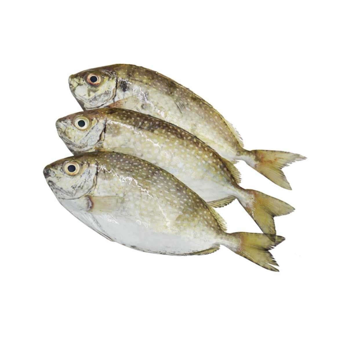 環球海產 活海鮮-褐籃子魚(*網上落單, 指定店舖自取)(5條)